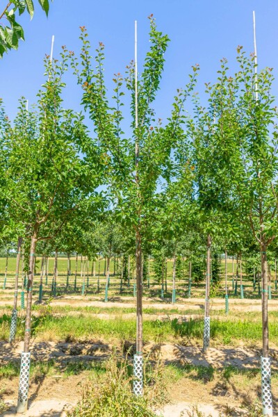 Prunus domestica 'Reine Claude Verte' hoogstam 14/16