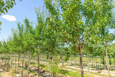 Prunus domestica 'Reine Claude Verte' hoogstam