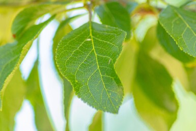 Prunus domestica 'Reine Claude Verte' hoogstam 14/16
