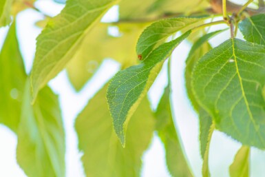 Prunus domestica 'Reine Claude Verte' hoogstam 14/16