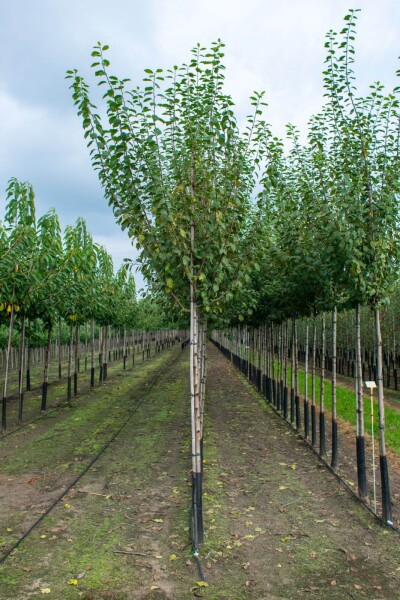 Prunus dulcis hoogstam 12/14