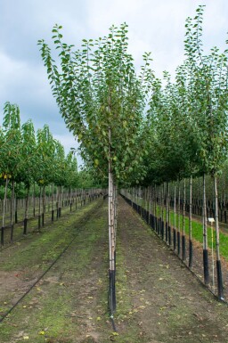 Prunus dulcis hoogstam 12/14
