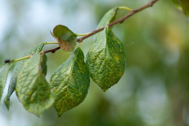 Prunus dulcis hoogstam 12/14