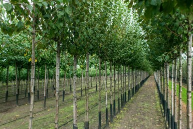 Prunus dulcis hoogstam 12/14