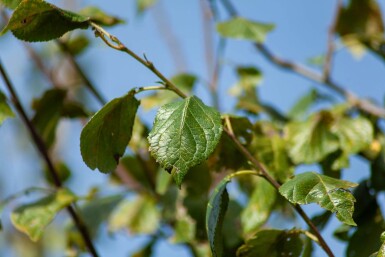 Prunus dulcis hoogstam 12/14