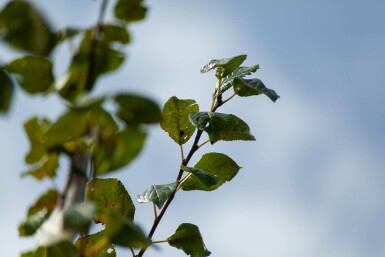 Prunus dulcis hoogstam 12/14