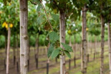 Prunus dulcis hoogstam 12/14
