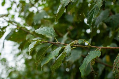 Prunus dulcis hoogstam 12/14