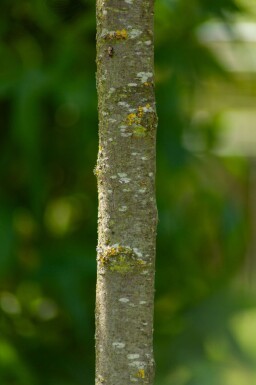 Prunus dulcis hoogstam 12/14