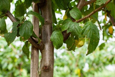 Prunus dulcis hoogstam 12/14