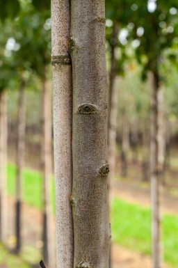 Prunus dulcis hoogstam 12/14