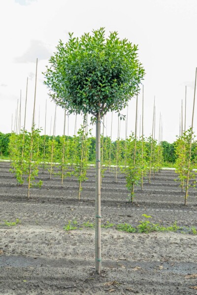 Prunus x eminens 'Umbraculifera' hoogstam 12/14 225cm stam
