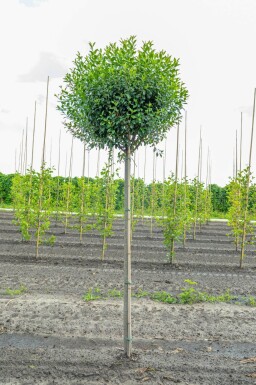 Prunus x eminens 'Umbraculifera' hoogstam 12/14 225cm stam