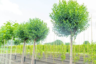 Prunus x eminens 'Umbraculifera' hoogstam 12/14 225cm stam