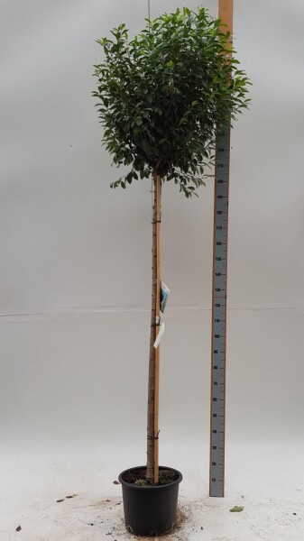Prunus x eminens 'Umbraculifera' bolvorm 90cm stam