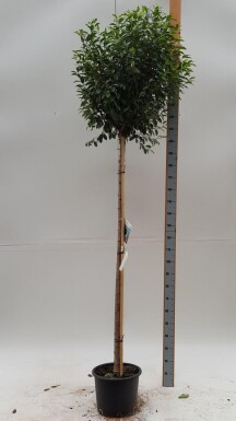 Prunus x eminens 'Umbraculifera' bolvorm