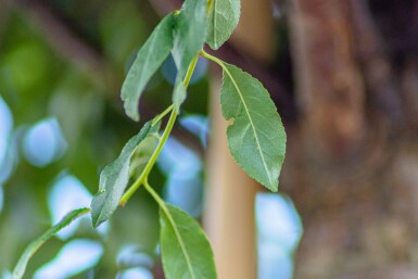 Prunus x eminens 'Umbraculifera' bolvorm