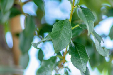 Prunus x eminens 'Umbraculifera' halfstam