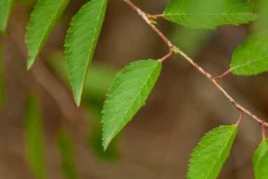 Prunus incisa 'The Bride' hoogstam