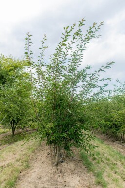 Prunus incisa 'The Bride' meerstammig 250-300