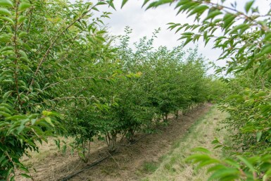 Prunus incisa 'The Bride' meerstammig 250-300