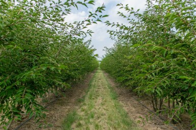 Prunus incisa 'The Bride' meerstammig 250-300