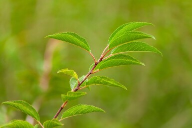 Prunus incisa 'The Bride' meerstammig 250-300