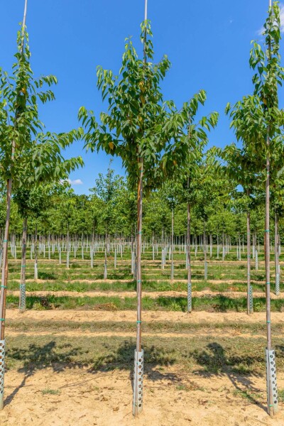 Prunus maackii 'Amber Beauty' hoogstam 10/12