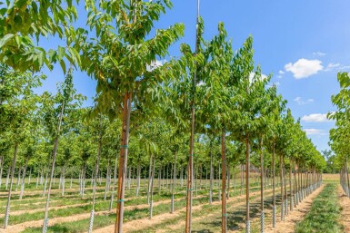 Prunus maackii 'Amber Beauty' hoogstam 10/12