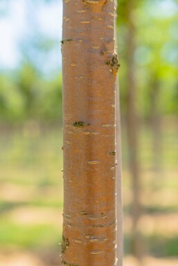 Prunus maackii 'Amber Beauty' hoogstam 10/12