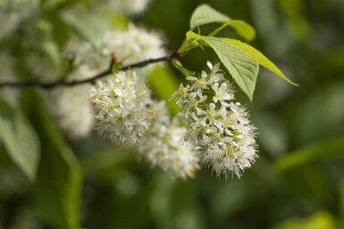 Prunus maackii 'Amber Beauty' hoogstam 10/12