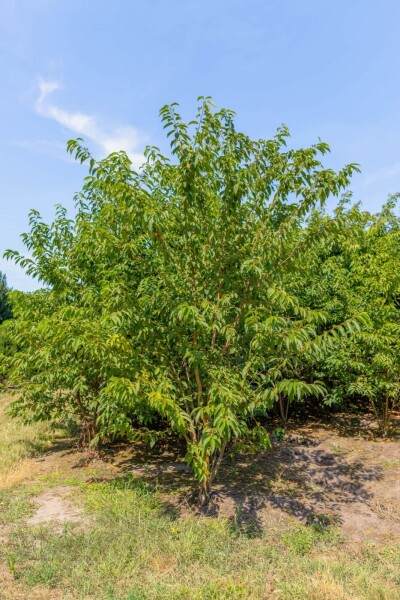 Prunus maackii 'Amber Beauty' meerstammig 250-300