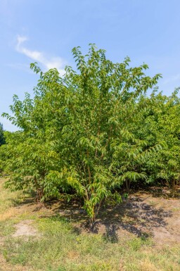 Prunus maackii 'Amber Beauty' meerstammig 250-300