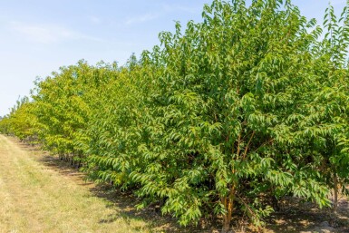 Prunus maackii 'Amber Beauty' meerstammig 250-300
