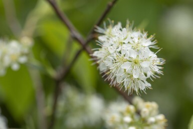 Prunus maackii 'Amber Beauty' meerstammig 250-300