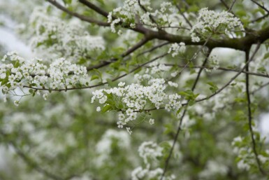 Prunus mahaleb meerstammig 250-300