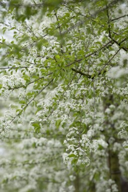 Prunus mahaleb meerstammig 250-300