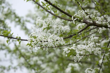 Prunus mahaleb meerstammig 250-300