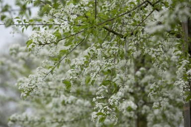 Prunus mahaleb meerstammig 250-300