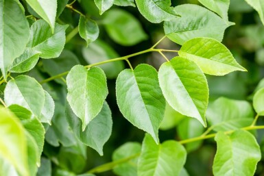 Prunus mahaleb meerstammig 250-300