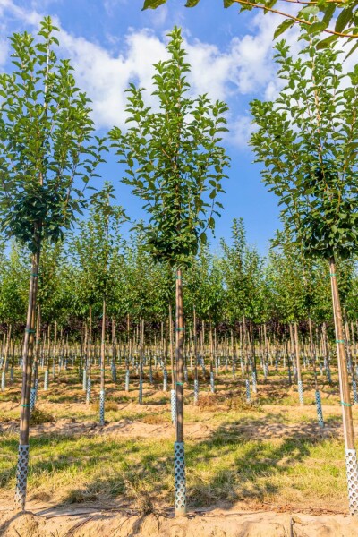 Prunus padus hoogstam 10/12