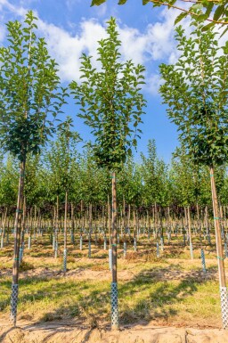 Prunus padus hoogstam 10/12