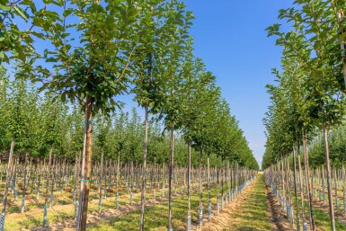Prunus padus hoogstam 10/12