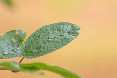 Prunus padus hoogstam 10/12