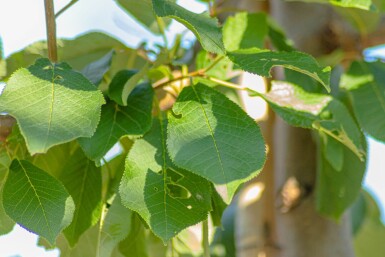 Prunus padus hoogstam 10/12