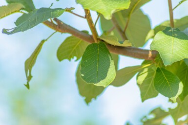 Prunus padus hoogstam 10/12