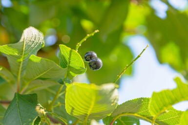 Prunus padus hoogstam 10/12