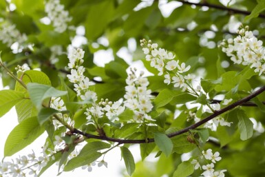 Prunus padus hoogstam 10/12