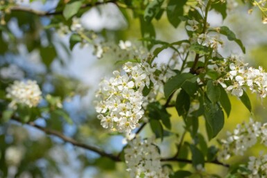 Prunus padus hoogstam 10/12