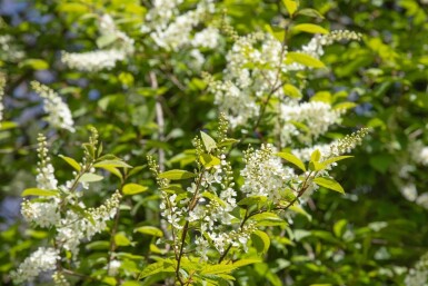 Prunus padus hoogstam 10/12